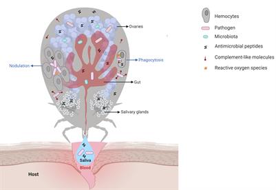 Tick Immune System: What Is Known, the Interconnections, the Gaps, and the Challenges